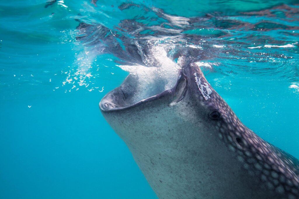 belize whale shark diving