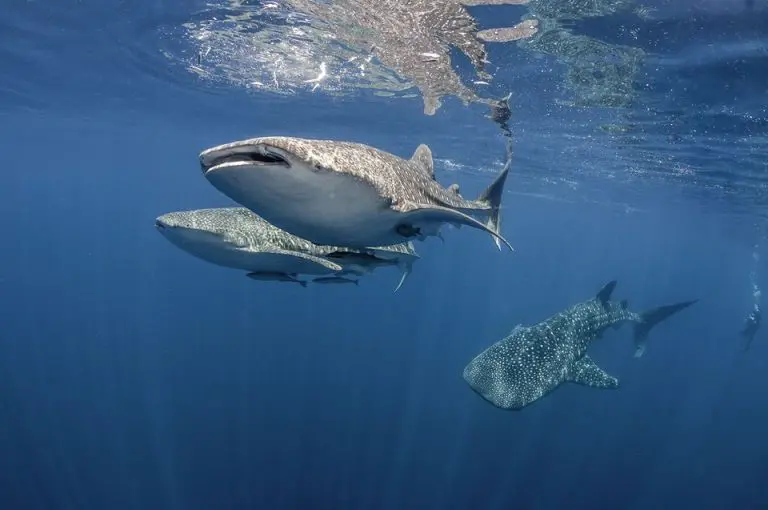  scuba diving Belize 2025