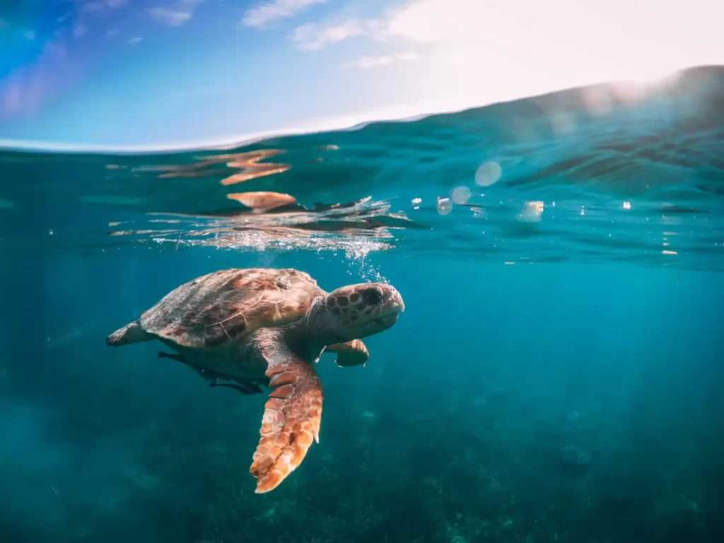Vibrant Underwater Realm of Belize