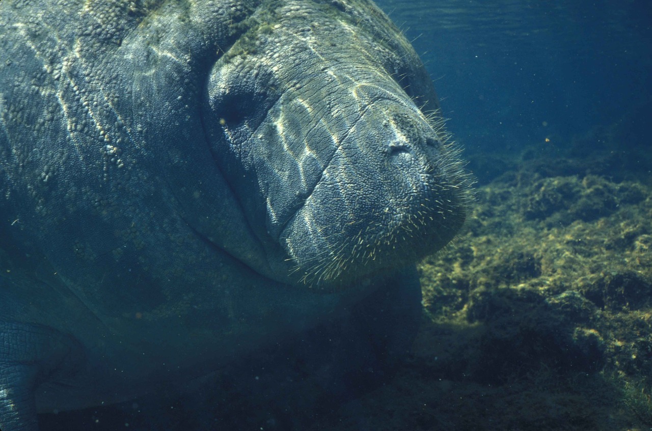 Belize River Tours