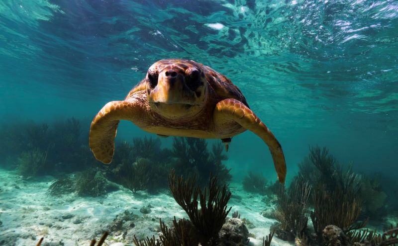 Snorkelling Belize Adventure things to do