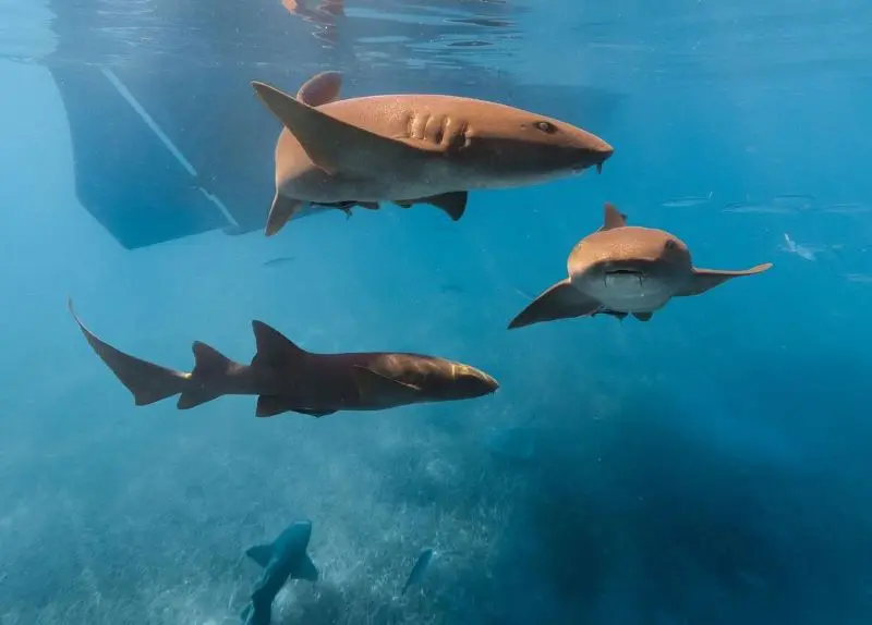 Swim with Sharks Belize