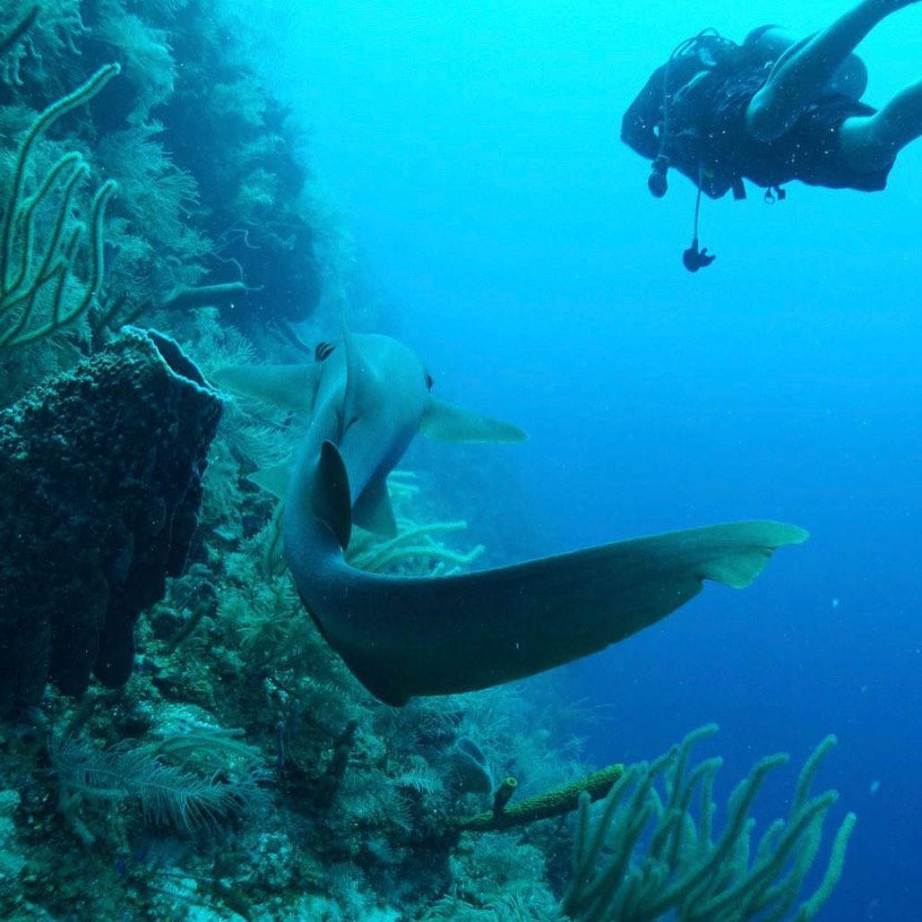 Belize Dive Resorts For more information, customers can contact Quickstop Finance Center at 280-2274 or visit www.quickstoponline.com. About Quickstop Finance Center Quickstop Finance Center (a CRNCY Group company) has been serving Belize for over 18 years, offering fast and reliable financial solutions to individuals in need of short-term loans. With a focus on customer satisfaction and financial accessibility, the company continues to expand and innovate to meet the growing needs of its clients. Quickstop expanded into Barbados in December 2024. About CRNCY Group CRNCY Group is dedicated to unlocking fast, accessible credit for everyone where traditional systems fail to keep pace with modern needs. The group has over 120 employees and has served over 40,000 customers. For more information, visit www.crncy-group.com. Media Contact Marina Pacheco, Marketing Lead 📧 mpacheco@crncy-group.com 📞 223-030